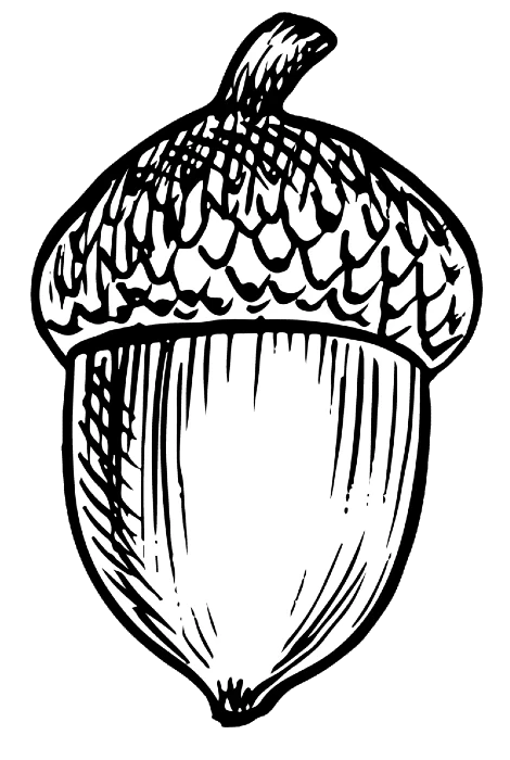 bellota0